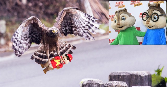 Chipmunks Seeking New Frontman After Alvin Carried Off by Hawk