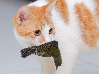 cat, bird, punk house