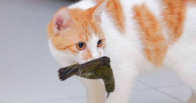 Punk House Cat Bringing Home Dead Bird Becomes Highest Contributing Member of Household
