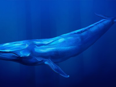 blue whale, micropenis, embarrassed