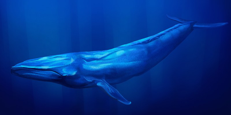 blue whale, micropenis, embarrassed
