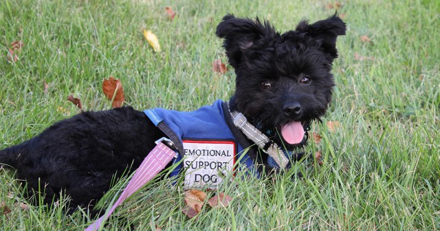 Emotional Support Dog Really More of An Enabler
