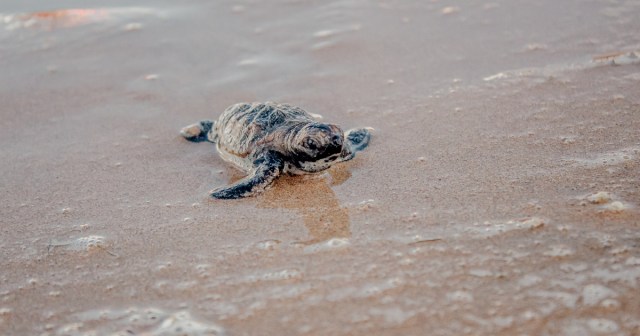 5 Endangered Species That Seriously Need To Get Their Shit Together