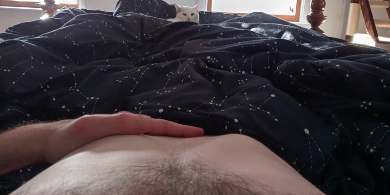 cat, belly, masturbation