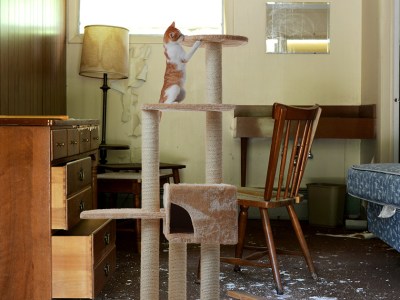 cat, cute, funny, silly, tree, cat house, rug, cardboard, catnip, pet, feline, toy, mansion, luxury, fancy, rich, wealthy cat