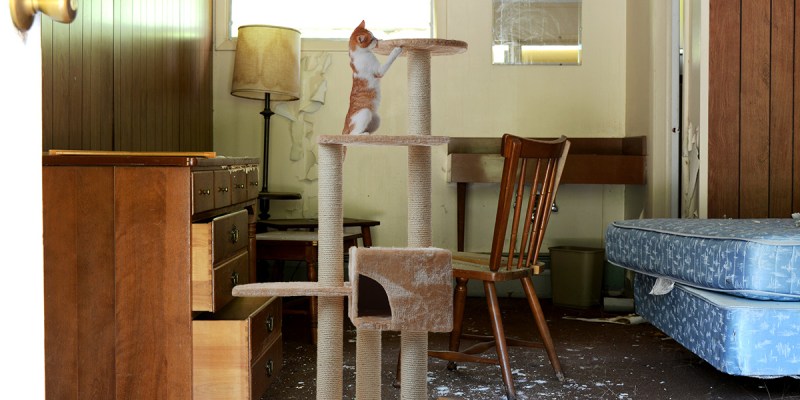 cat, cute, funny, silly, tree, cat house, rug, cardboard, catnip, pet, feline, toy, mansion, luxury, fancy, rich, wealthy cat