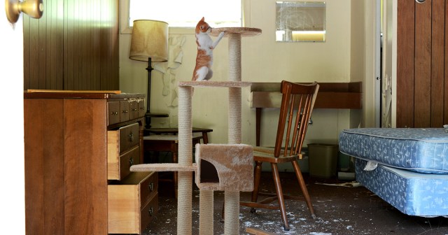 Cat Tree Most Expensive Piece of Furniture in Punk’s Apartment