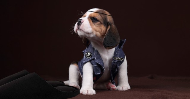 Punk Dog Offers to Fetch Your Slippers for a Cigarette