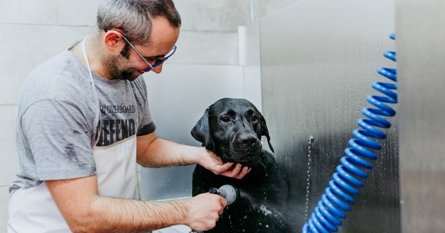 Aging Warped Tour Guy Only Grooming Pets Now