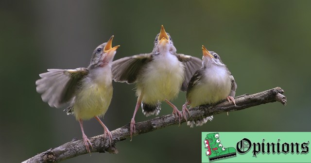 Opinion: Birds Don’t Know Shit About Song Structure