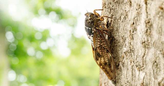 Punk Cicada Has 17-Year Hangover