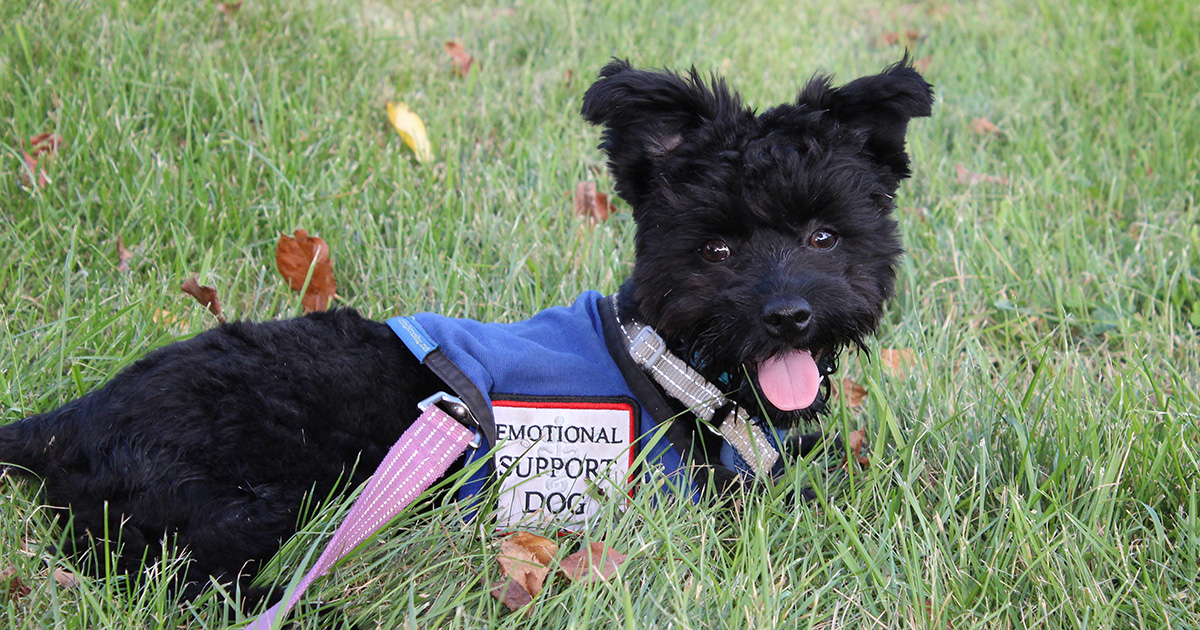 emotional support, dog, patients