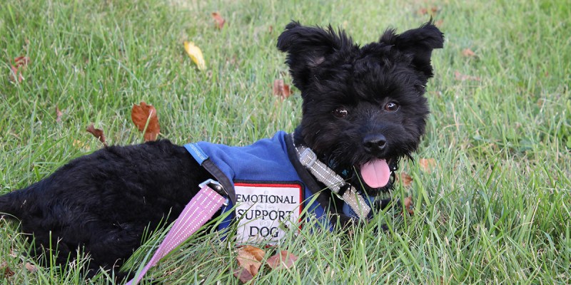 emotional support, dog, patients