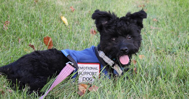 Emotional Support Dog Not Accepting New Patients