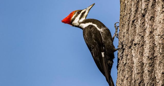 Woodpecker Absolutely Going to Town on Kid’s Memorial Tree