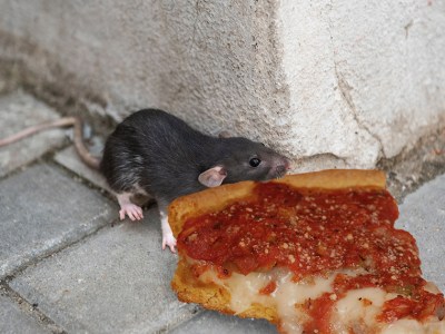 pizza rat, new york, chicago