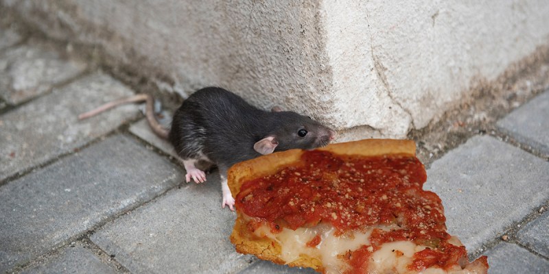pizza rat, new york, chicago