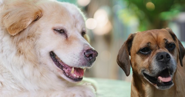 5 Asshole Dogs That Have Outwitted Me for the Last Time