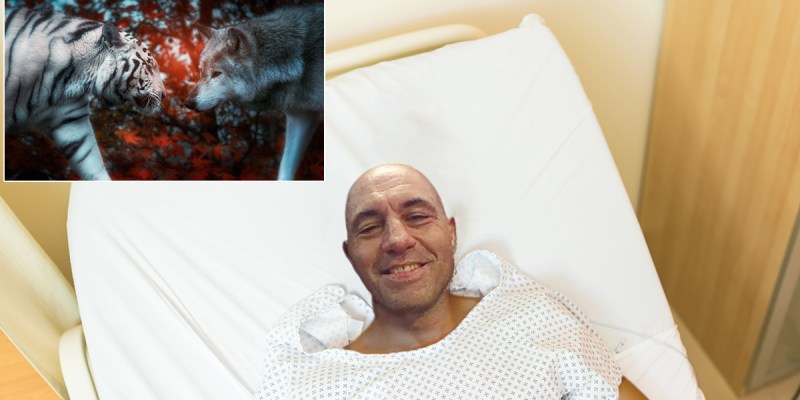 joe rogan, tiger, wolf
