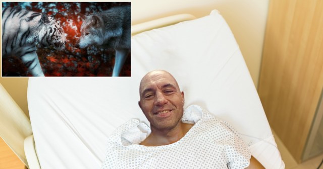 Joe Rogan Says in Lieu of Flowers Send Videos of a Tiger Fighting a Wolf