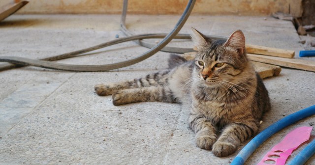 Punk House Cat Absolutely Pissed Shows Are Back