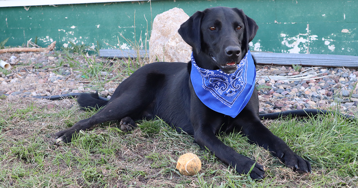 dog, power of attorney, bandana