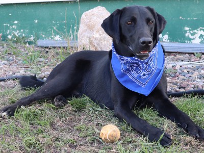 dog, power of attorney, bandana