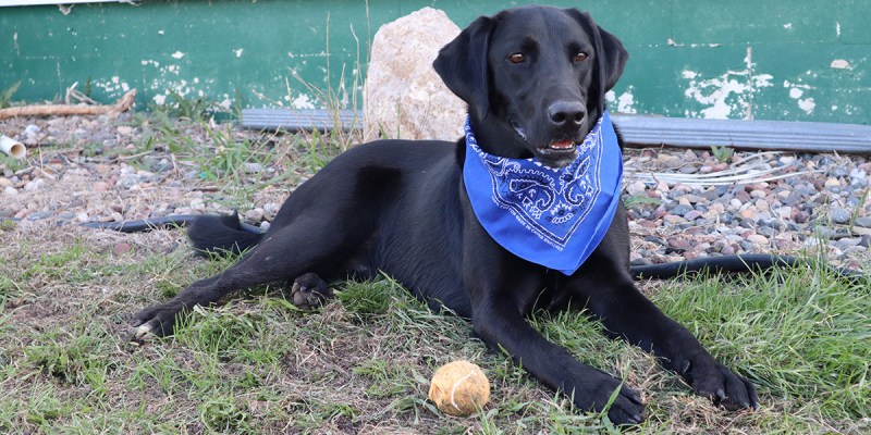 dog, power of attorney, bandana