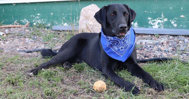 Punk Gives Dog with Bandana Power of Attorney