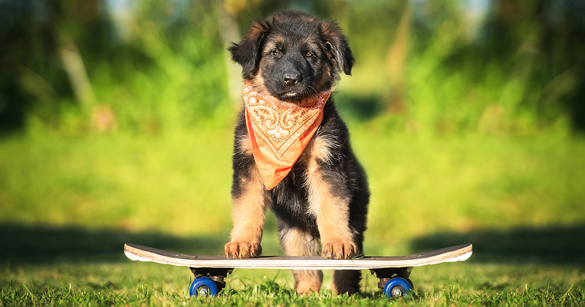 punk, dog, skateboarding