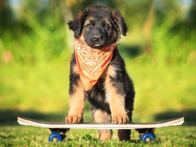 punk, dog, skateboarding