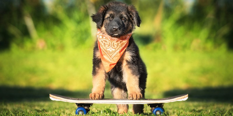 punk, dog, skateboarding