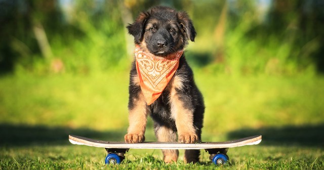 Skateboarding, Bandana Wearing Dog Actually Local Punk Under Witch’s Curse