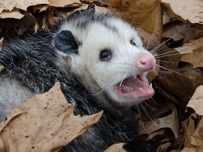 oppossum, sexiest man alive, the hard times