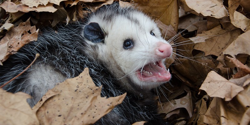 oppossum, sexiest man alive, the hard times