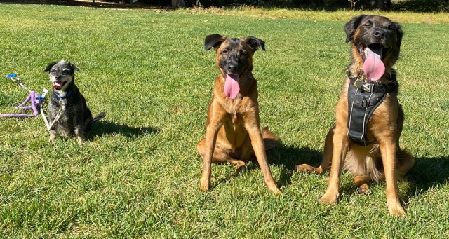 Man Absolutely Buzzin’ After Seeing Dog That Looks Like His Dog