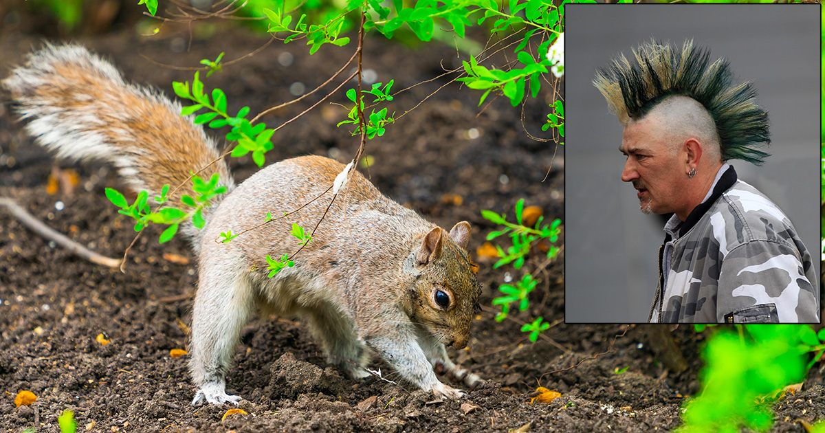 squirrel, savings, punk