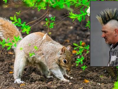 squirrel, savings, punk