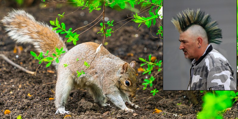 squirrel, savings, punk