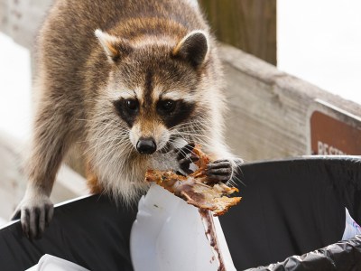 raccoon, trash, believe