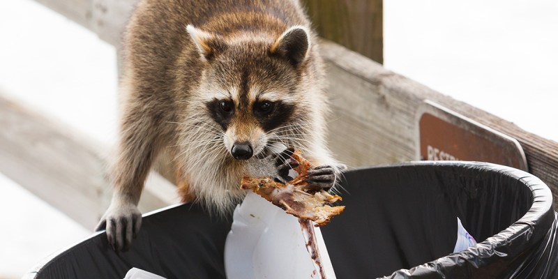 raccoon, trash, believe