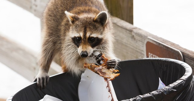 Raccoon Can’t Believe Someone Would Throw Away Perfectly Good Trash