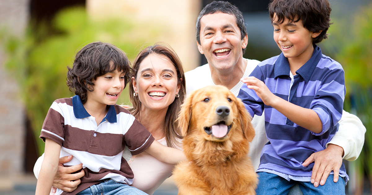 golden retriever, family, league