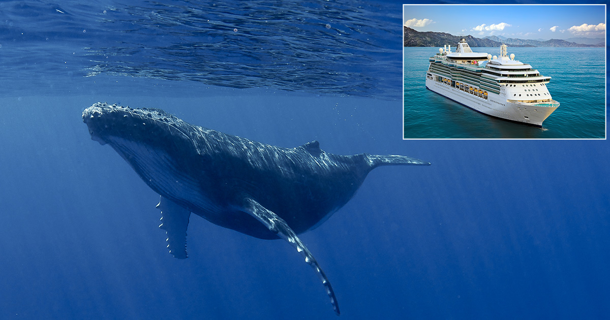 whale, cruise, noise