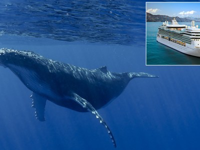 whale, cruise, noise