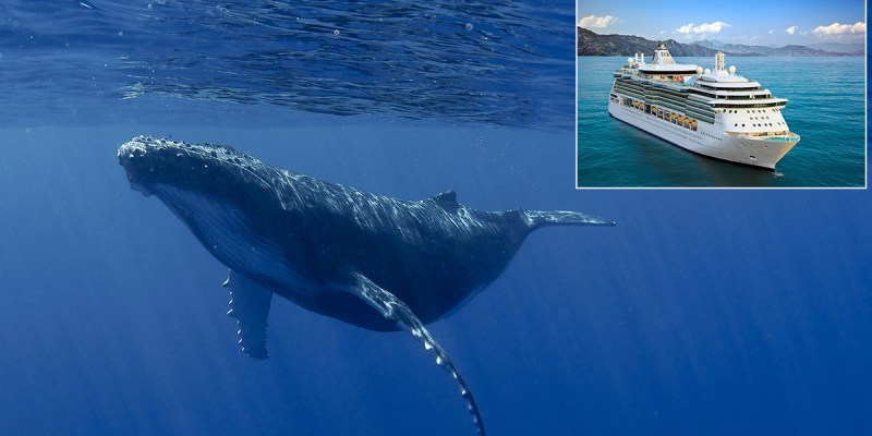 whale, cruise, noise