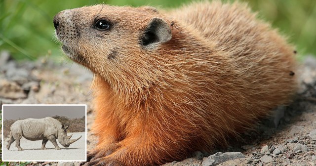 7 Animals That Need To Seriously Step It Up When We Lose White Rhinos