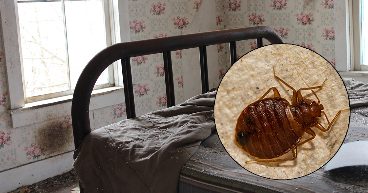 bedbug, punk house, exhausted