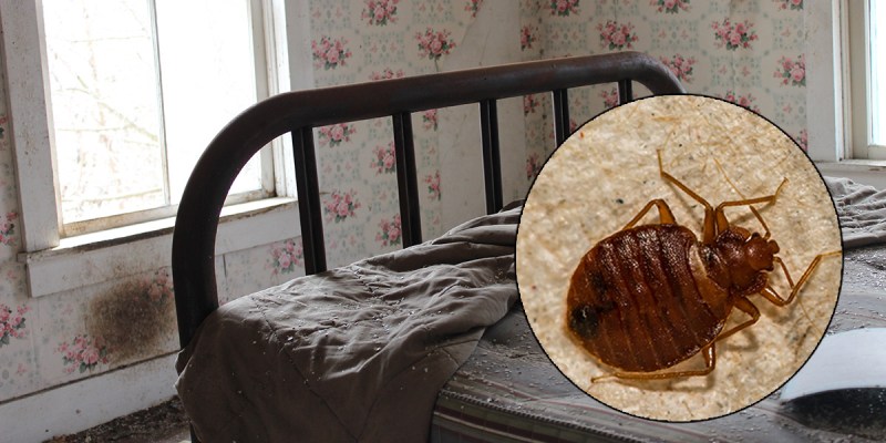 bedbug, punk house, exhausted