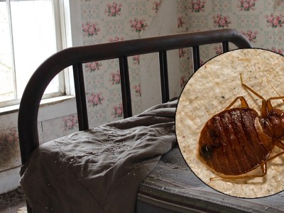 bedbug, punk house, exhausted